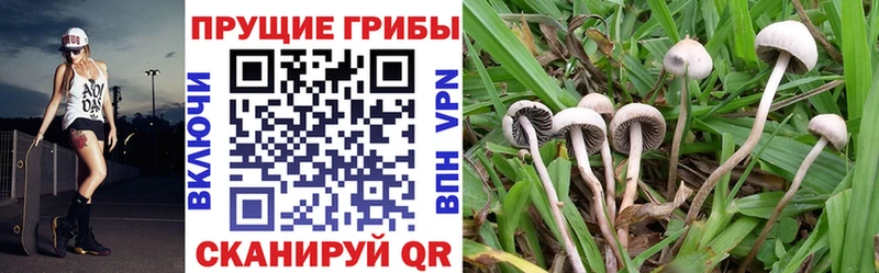 Галлюциногенные грибы Psilocybine cubensis  Купить  Щигры 